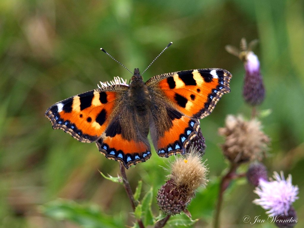 Kleine vos,  Aglais urticae.JPG